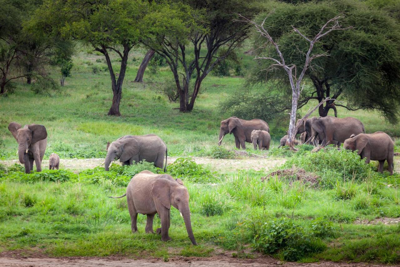 Baobab Tented Camp Kwa Kuchinia Bagian luar foto