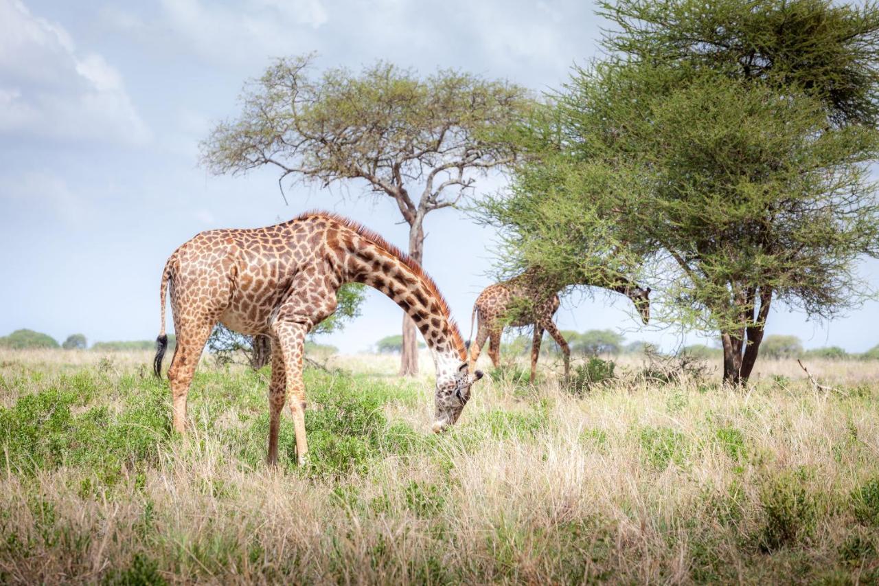 Baobab Tented Camp Kwa Kuchinia Bagian luar foto