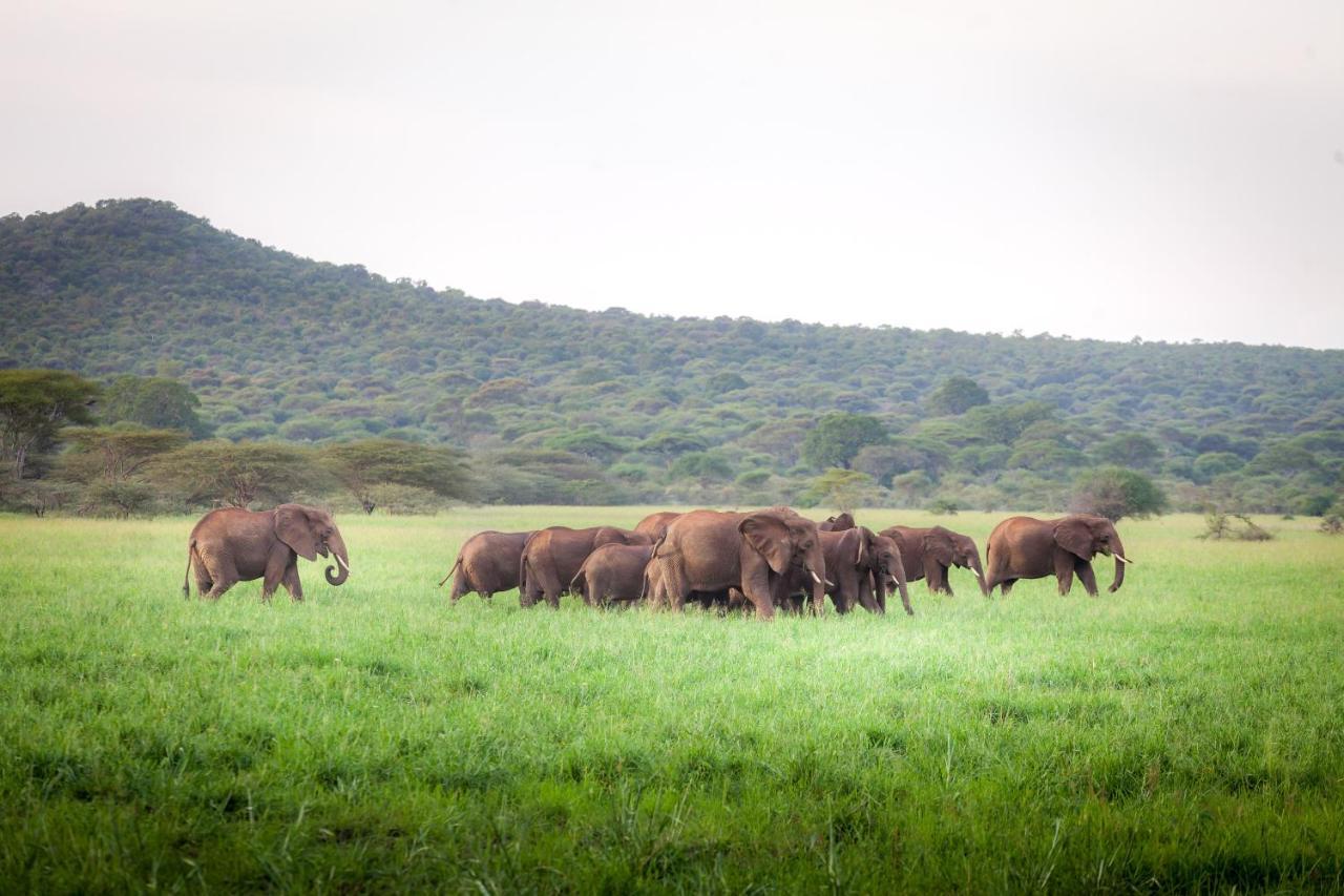 Baobab Tented Camp Kwa Kuchinia Bagian luar foto