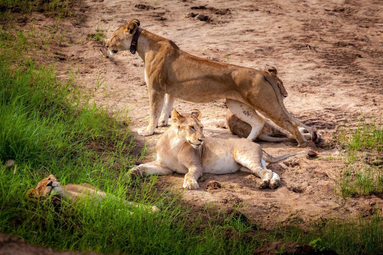 Baobab Tented Camp Kwa Kuchinia Bagian luar foto